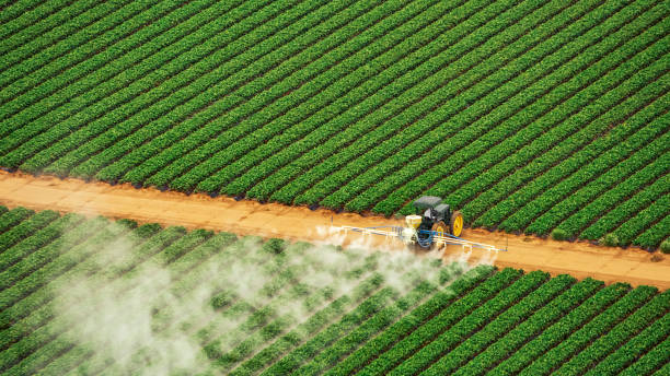 Best Local Pest Control Services  in Pocahontas, IA